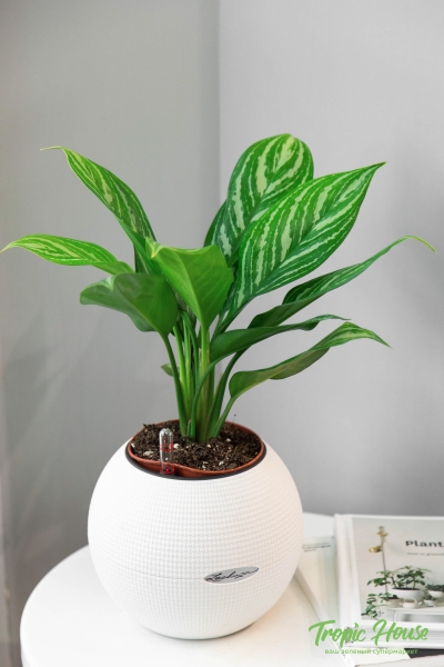 Аглаонема Страйп 12/35 см Аглаонема Страйп 12/35 см