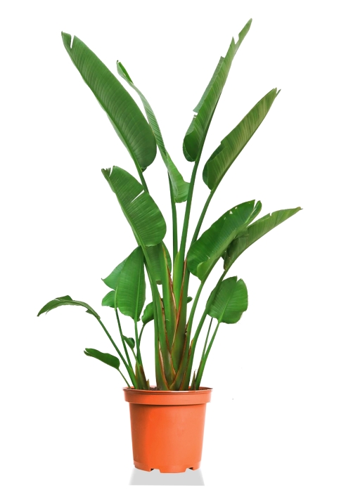 Стрелиция Николай 30/200 см