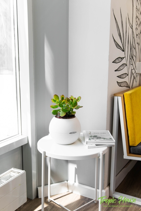 Крассула Овата Сансет 12/20 см в PURO 20