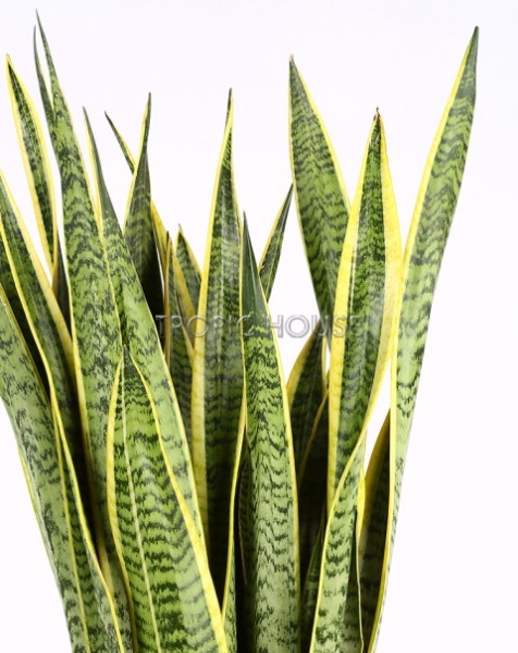 Сансевиерия Лауренти в CARARO 75