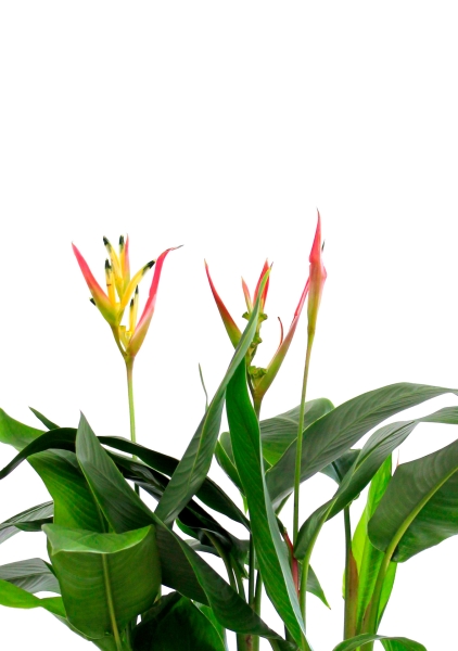 Геликония в CUBE GLOSSY 14