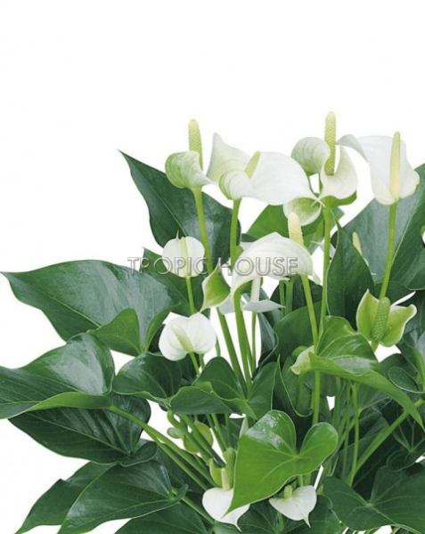 Антуриум белый в CLASSICO LS 21