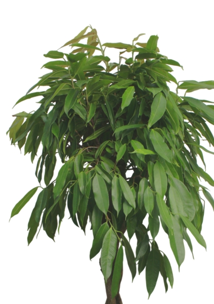 Фикус Амстел Кинг переплетенный 30/150 см в CANTO STONE HIGH 40