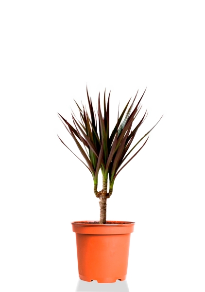 Драцена Маргината Маджента 1 ствол 12/45 см