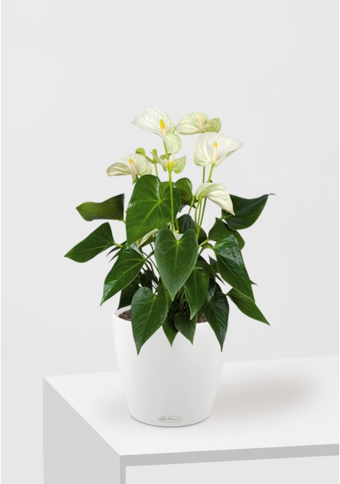 Антуриум Андрианум белый 17/60 см в CLASSICO COLOR 21, белый