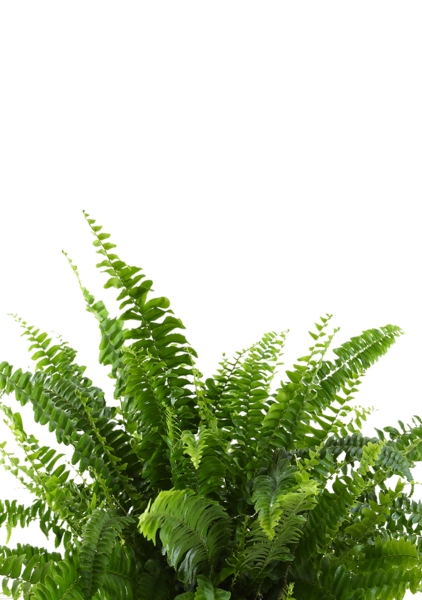 Папоротник Нефролепис Грин Леди 17/45 см в CLASSICO COLOR 18 Папоротник Нефролепис Грин Леди 17/45 см в CLASSICO COLOR 18