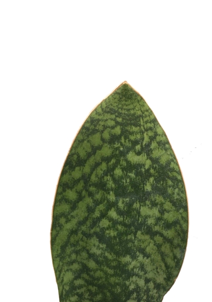 Сансевиерия Масониана 10/30 см Сансевиерия Масониана 10/30 см