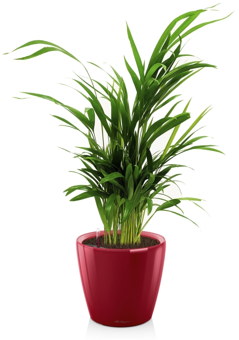 Хризалидокарпус в CLASSICO LS 21, ярко-красный блестящий