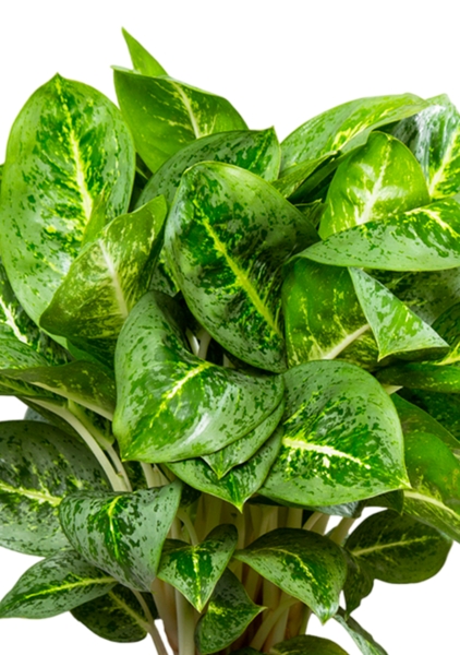 Аглаонема Лемон Минт 19/50 см в CANTO STONE HIGH 30 Аглаонема Лемон Минт 19/50 см в CANTO STONE HIGH 30