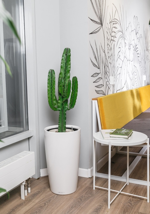 Кактус Канарский в RONDO 32