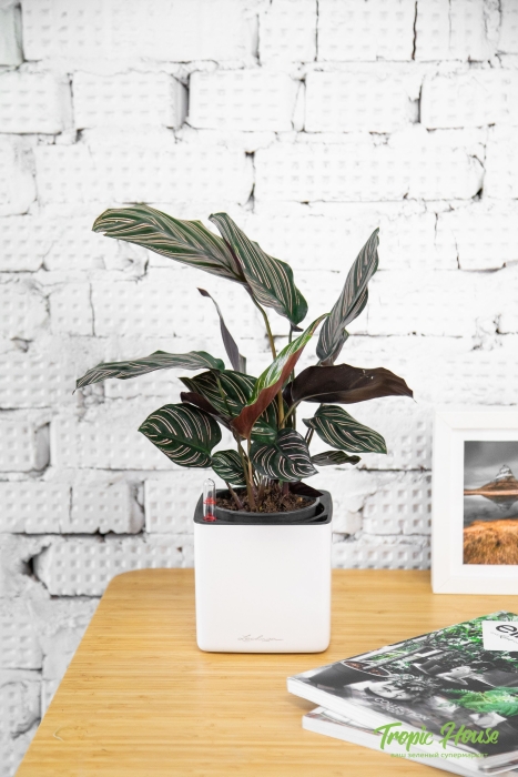 Калатея Сандериана в CUBE GLOSSY 14