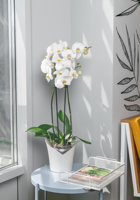 Фаленопсис Кэмбридж в ORCHIDEA 18