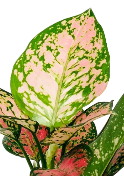 Аглаонема Кримсон Лав 19/40 см