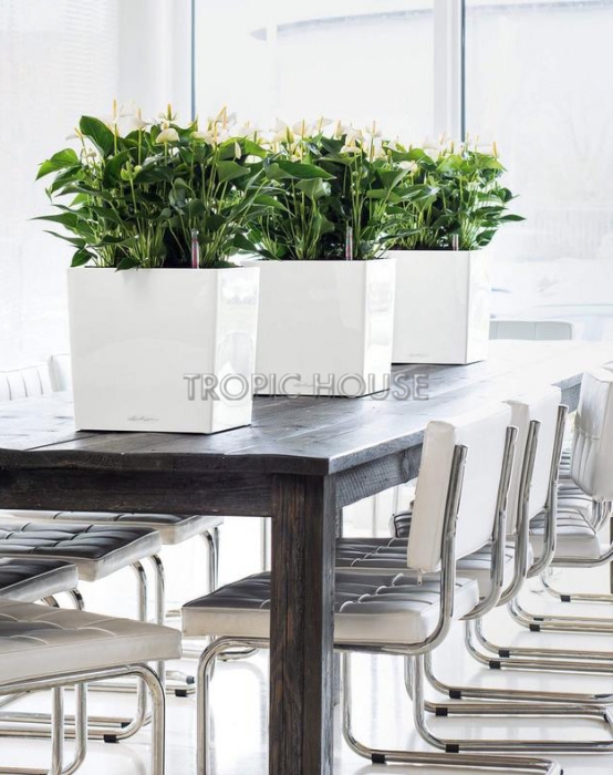 Кашпо LECHUZA CUBE 30х30см