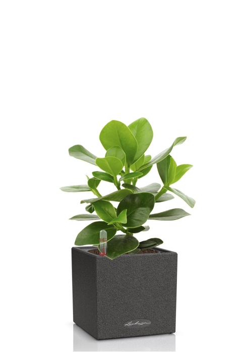 Клузия в CANTO STONE 14, графитовый черный