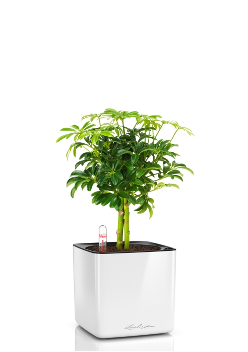 Шеффлера компакта на штамбе 12_40 см в CUBE GLOSSY 14