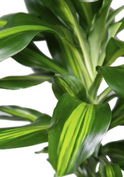 Драцена Чинто 3 ствола 21/110 см Драцена Чинто 3 ствола 21/110 см