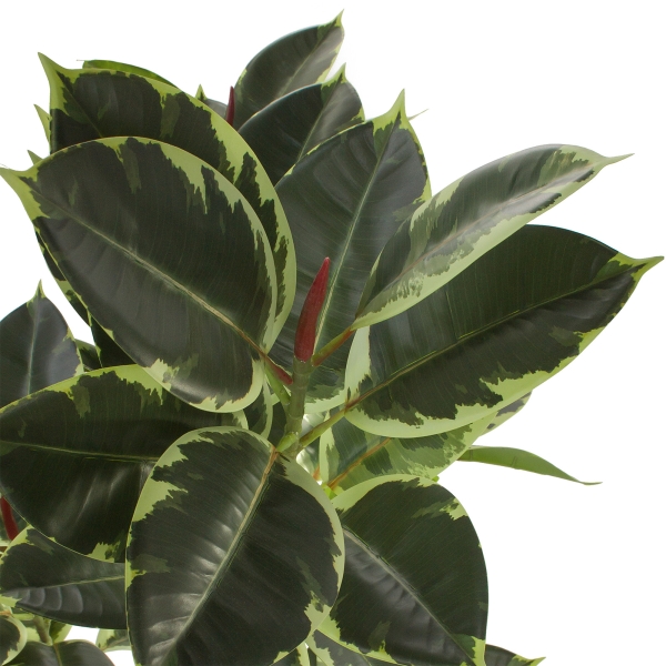 Дерево искусственное в кашпо "Фикус Робуста", Н120 см