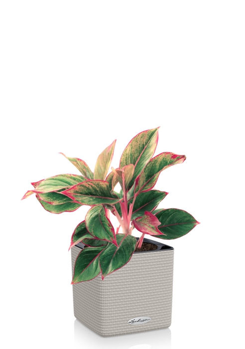 Аглаонема Крит в CUBE 14, песочно-коричневый