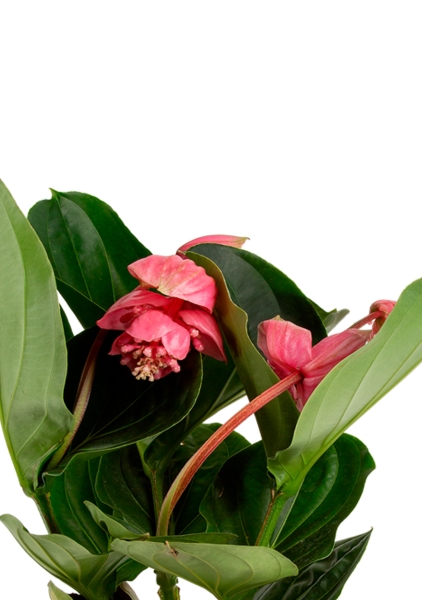 Мединилла 14/45 см в CUBE COLOR 16