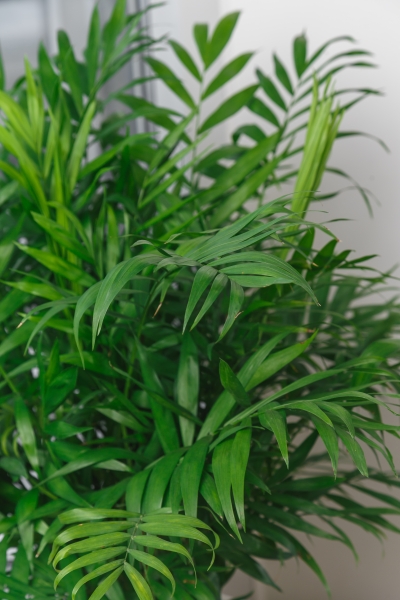 Хамедорея Элеганс 17/60 см в CUBICO 22