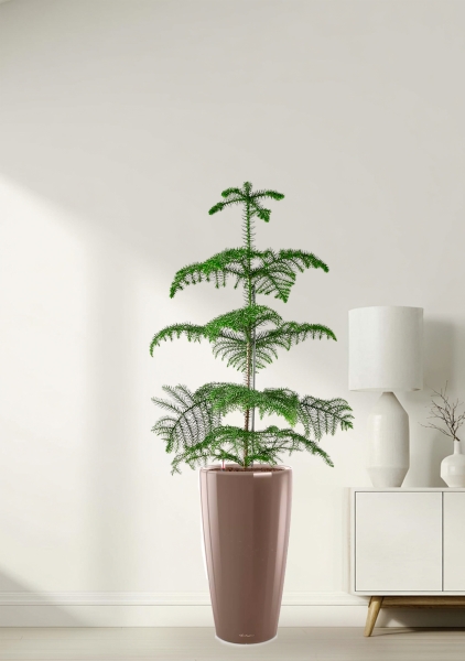 Араукария гетерофилла 24/110 в RONDO 32