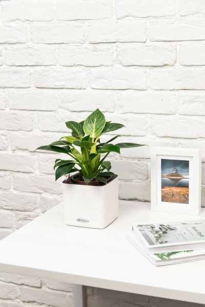 Филодендрон Биркин 12/30 см в CUBE GLOSSY 16 Филодендрон Биркин 12/30 см в CUBE GLOSSY 16