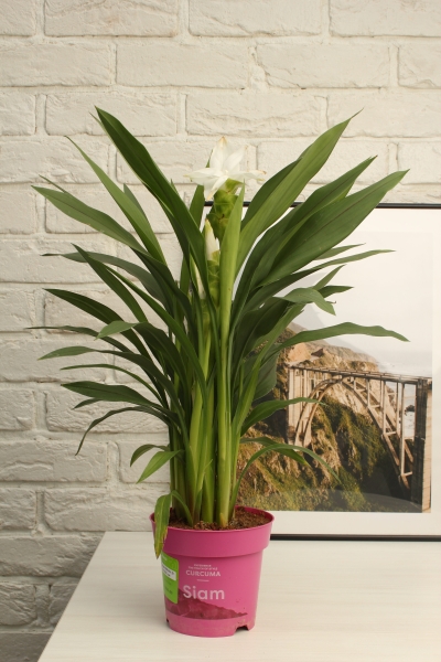 Куркума цветущая 14 55 см CLASSICO COLOR 18 Куркума цветущая 14 55 см CLASSICO COLOR 18