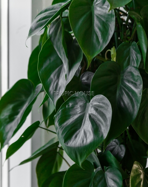 Филодендрон Бразил RONDO 32