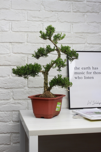 Бонсай Самшит 22/50 см в QUADRO LS 28