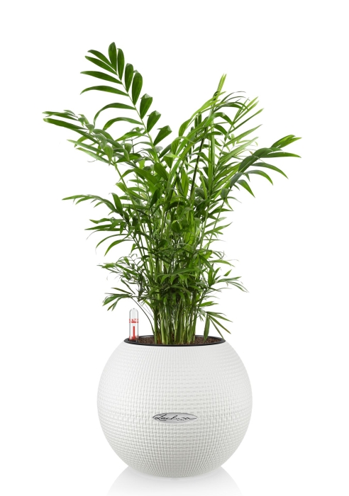 Хамедорея в PURO 20, белый