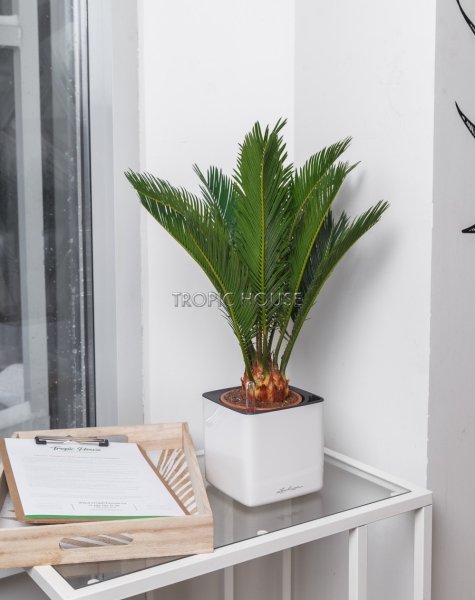 Цикас в CUBE GLOSSY 14 Цикас в CUBE GLOSSY 14