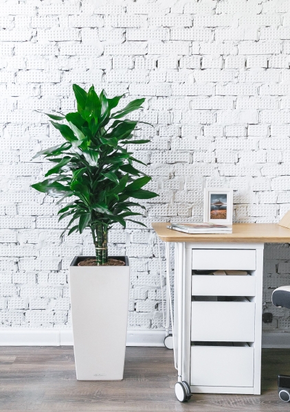 Драцена Джанет Линд СUBICO COLOR 30 Драцена Джанет Линд СUBICO COLOR 30