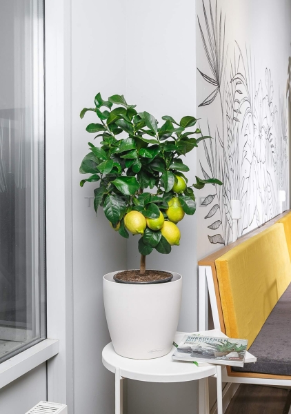 Лимон в CLASSICO 28