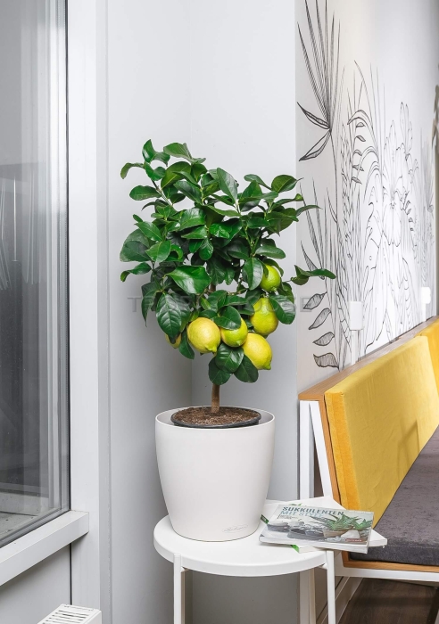 Лимон в CLASSICO 28