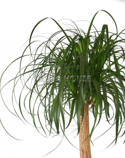 Нолина в RONDO 32