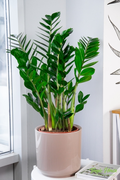 Замиокулькас 24/90 в CLASSICO 28