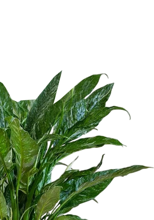 Спатифиллум Даймонд CLASSICO LS 21