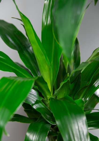 Драцена Джанет Крейг 4 ствола 27/190 см