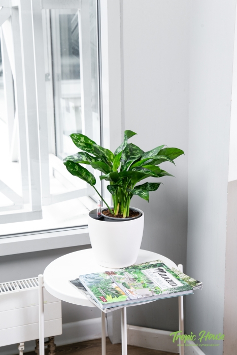 Аглаонема Мария в CLASSICO 21