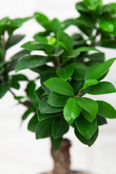 Набор "Бонсай" в CUBE 14