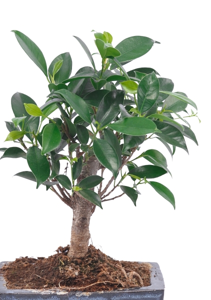 Бонсай Фикус Ретуза 15/25 см Бонсай Фикус Ретуза 15/25 см