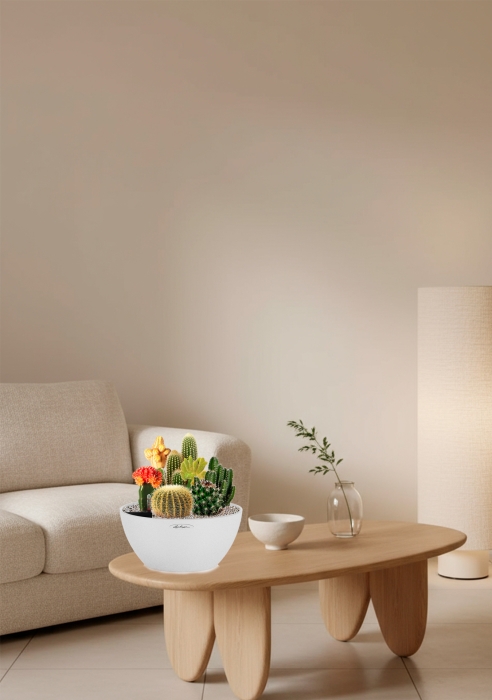 Композиция с кактусами в CUBETO COLOR 30