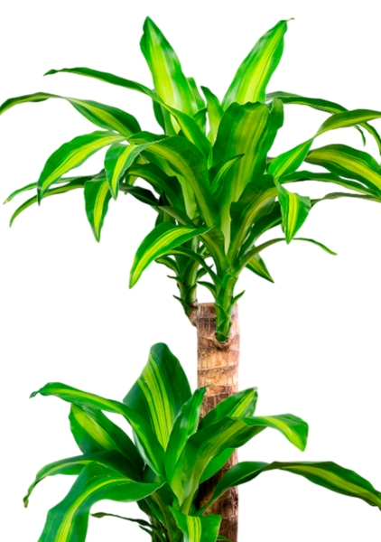 Драцена Массанжеана 2 ствола 19/100 см в CUBE 30