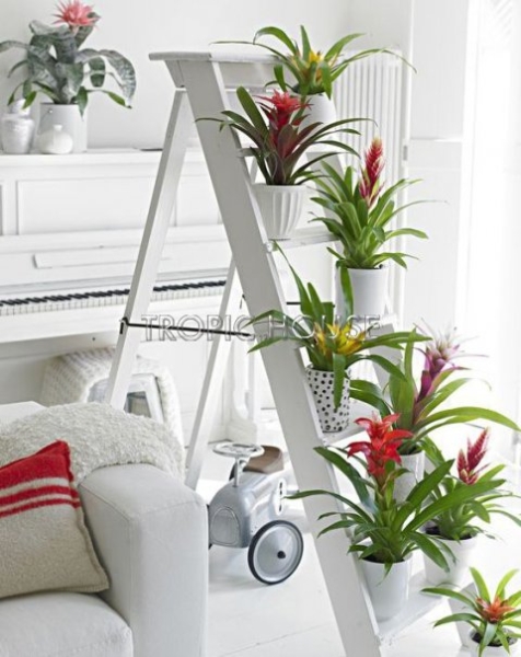 Вриезия Карли оранжевая 12/45 см