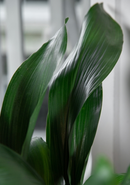 Аспидистра в CUBICO 30 Аспидистра в CUBICO 30