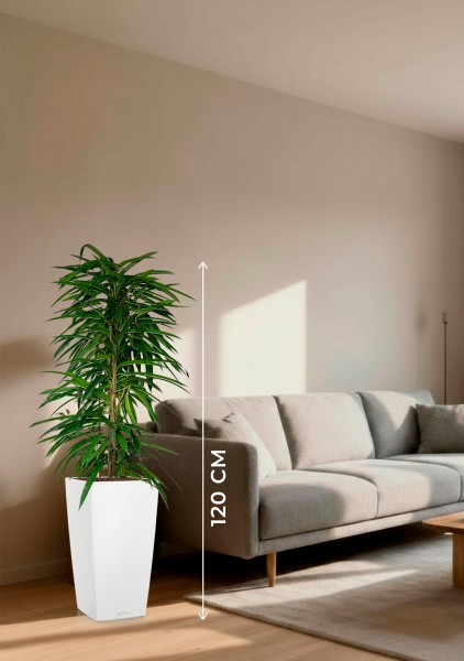 Фикус Али пирамида 24/120 см в CUBICO COLOR 30