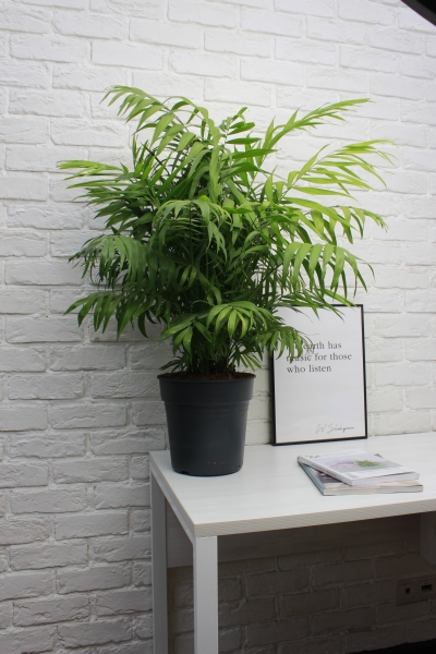 Хамедорея Элеганс 24/80 см в CLASSICO COLOR 28