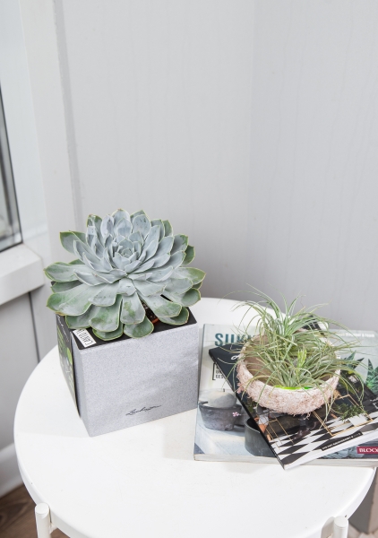 Эхеверия цветной микс 9/15 см Эхеверия цветной микс 9/15 см