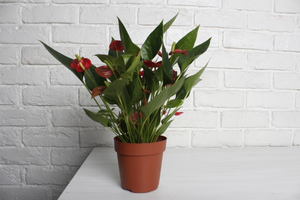 Антуриум Андрианум Карма красный 12/43 см в CUBE GLOSSY 14